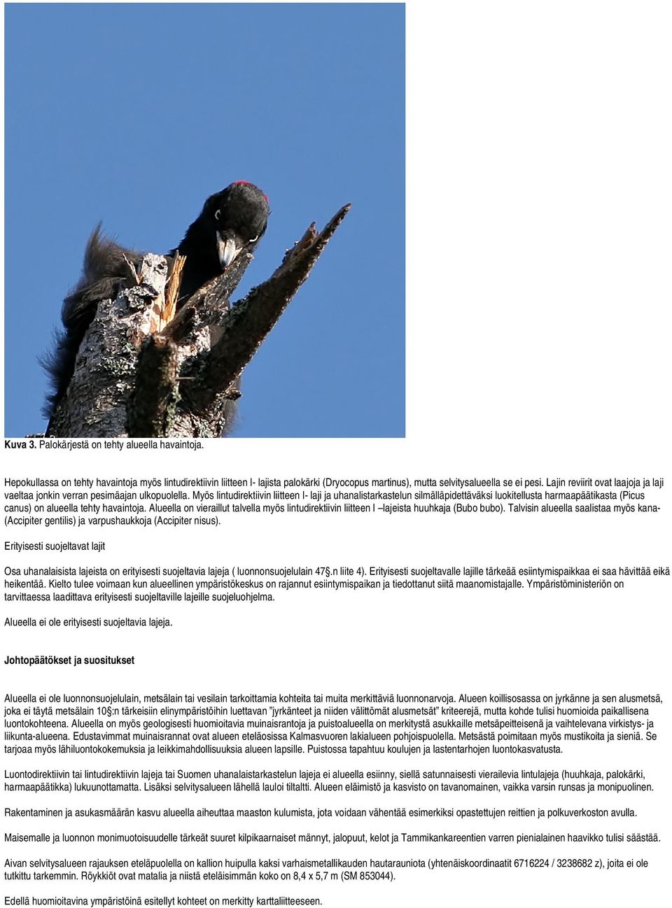 Myös lintudirektiivin liitteen I- laji ja uhanalistarkastelun silmälläpidettäväksi luokitellusta harmaapäätikasta (Picus canus) on alueella tehty havaintoja.