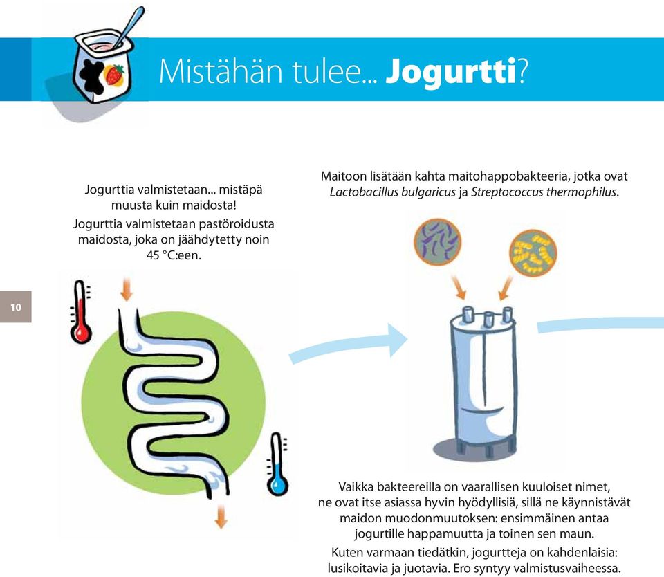 Maitoon lisätään kahta maitohappobakteeria, jotka ovat Lactobacillus bulgaricus ja Streptococcus thermophilus.