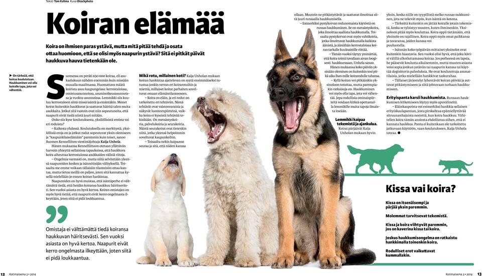 Suomessa on peräti 650 000 koiraa, eli asukaslukuun nähden enemmän kuin missään muualla maailmassa.