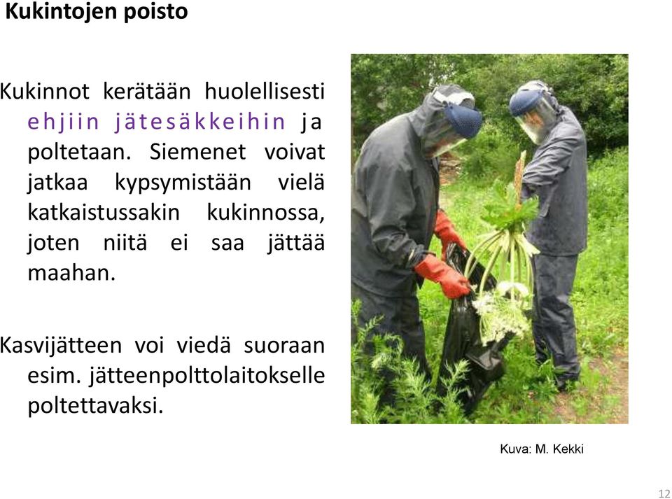 Siemenet voivat jatkaa kypsymistään vielä katkaistussakin kukinnossa,