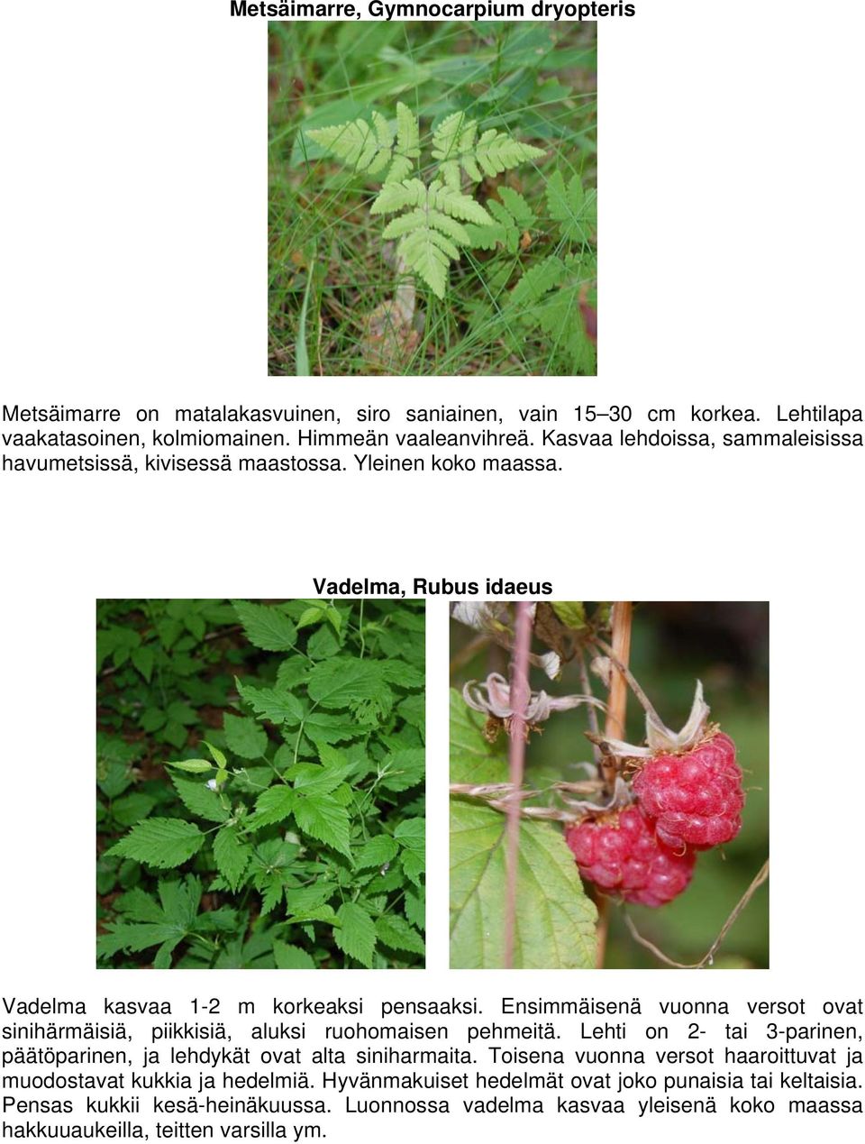 Ensimmäisenä vuonna versot ovat sinihärmäisiä, piikkisiä, aluksi ruohomaisen pehmeitä. Lehti on 2- tai 3-parinen, päätöparinen, ja lehdykät ovat alta siniharmaita.