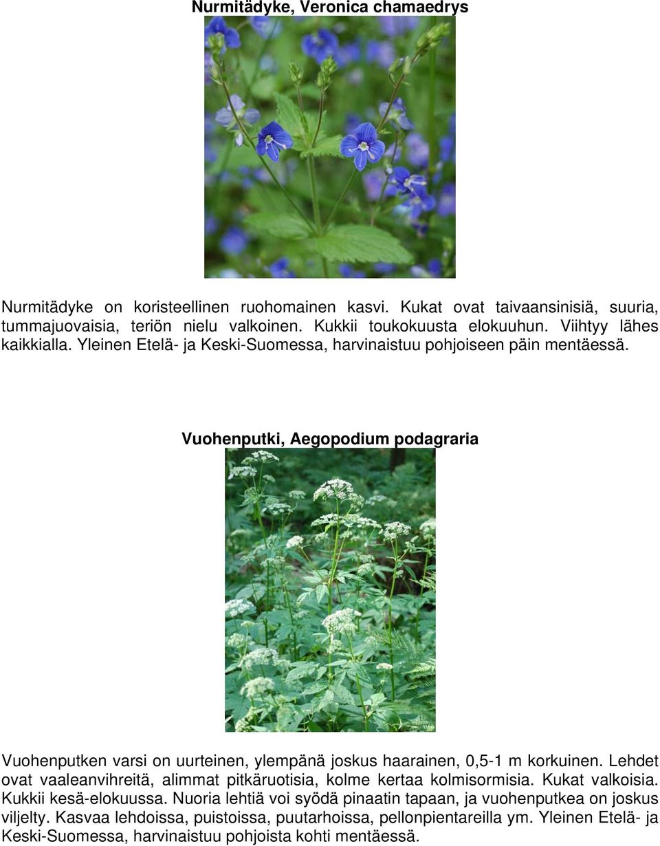 Vuohenputki, Aegopodium podagraria Vuohenputken varsi on uurteinen, ylempänä joskus haarainen, 0,5-1 m korkuinen.