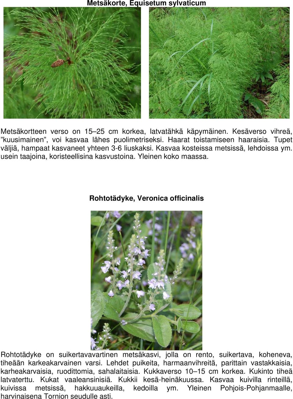 Rohtotädyke, Veronica officinalis Rohtotädyke on suikertavavartinen metsäkasvi, jolla on rento, suikertava, koheneva, tiheään karkeakarvainen varsi.