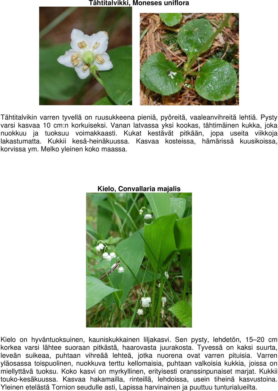 Kasvaa kosteissa, hämärissä kuusikoissa, korvissa ym. Melko yleinen koko maassa. Kielo, Convallaria majalis Kielo on hyväntuoksuinen, kauniskukkainen liljakasvi.