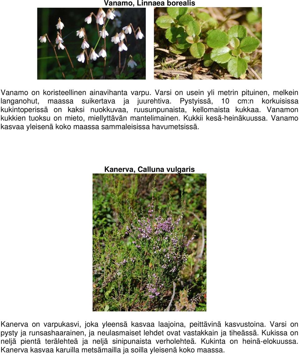 Vanamo kasvaa yleisenä koko maassa sammaleisissa havumetsissä. Kanerva, Calluna vulgaris Kanerva on varpukasvi, joka yleensä kasvaa laajoina, peittävinä kasvustoina.