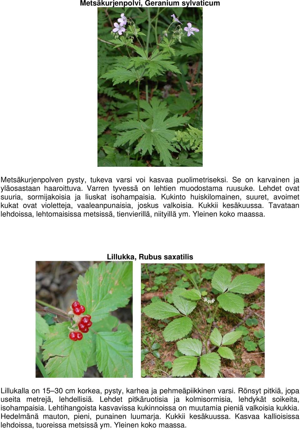 Tavataan lehdoissa, lehtomaisissa metsissä, tienvierillä, niityillä ym. Yleinen koko maassa. Lillukka, Rubus saxatilis Lillukalla on 15 30 cm korkea, pysty, karhea ja pehmeäpiikkinen varsi.