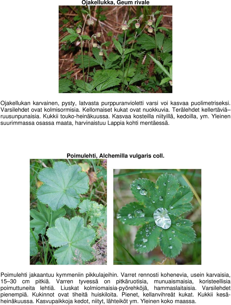 Poimulehti, Alchemilla vulgaris coll. Poimulehti jakaantuu kymmeniin pikkulajeihin. Varret rennosti kohenevia, usein karvaisia, 15 30 cm pitkiä.