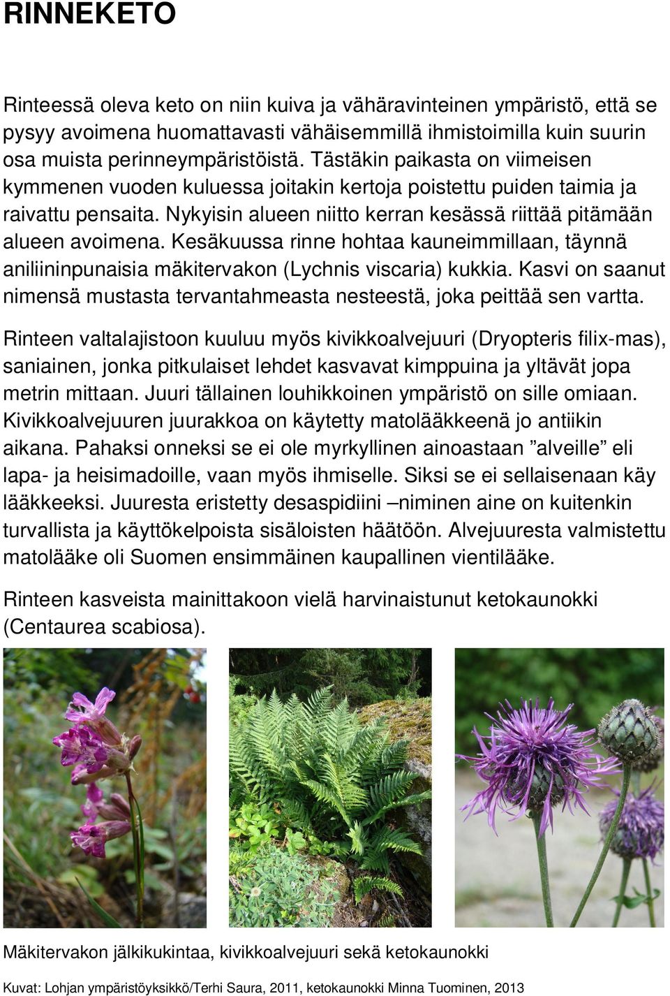 Kesäkuussa rinne hohtaa kauneimmillaan, täynnä aniliininpunaisia mäkitervakon (Lychnis viscaria) kukkia. Kasvi on saanut nimensä mustasta tervantahmeasta nesteestä, joka peittää sen vartta.