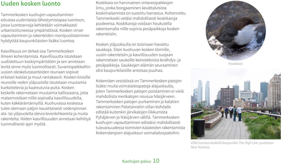 Kasvillisuutta istutetaan uudistettuun koskiympäristöön ja sen annetaan levitä sinne myös luonnollisesti.