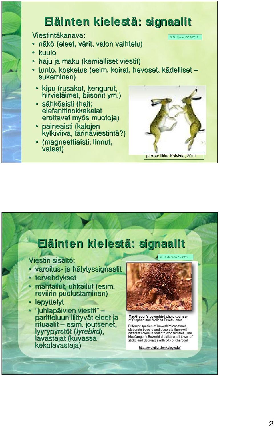 ) sähköaisti (hait; elefanttinokkakalat erottavat myös s muotoja) paineaisti (kalojen kylkiviiva, tärint rinäviestintä?