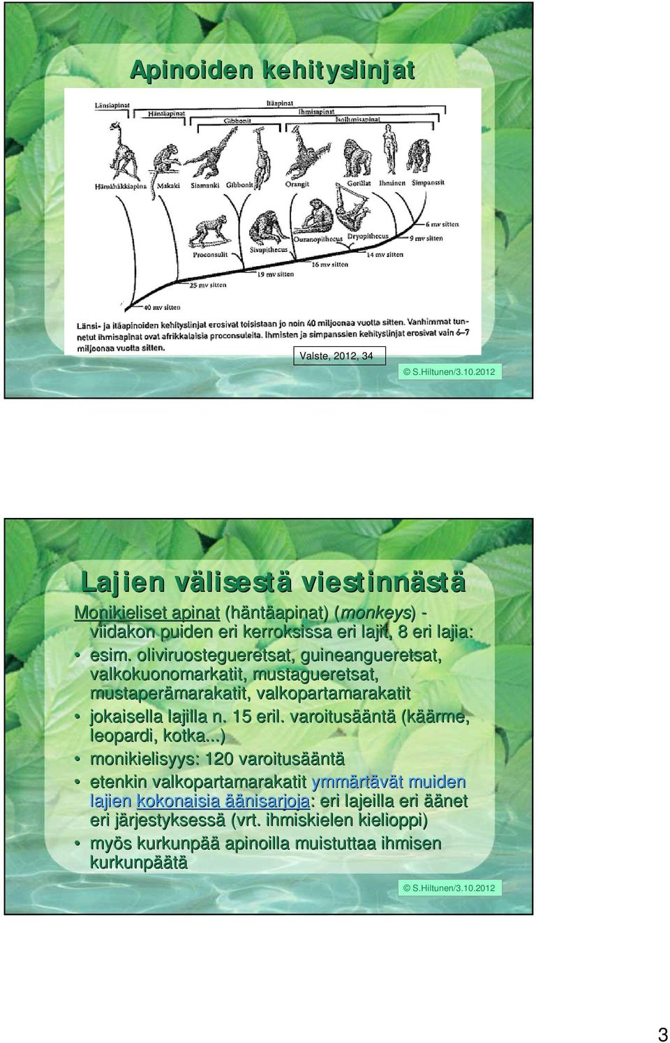 oliviruostegueretsat, guineangueretsat, valkokuonomarkatit, mustagueretsat, mustaperämarakatit, marakatit, valkopartamarakatit jokaisella lajilla n. 15 eril.