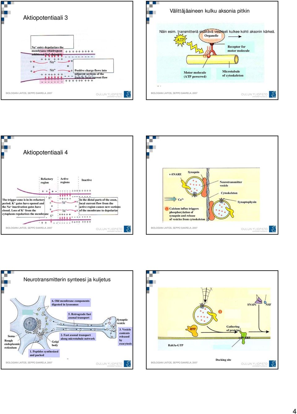 molecule (ATP powerwd) Microtubule of cytoskeleton Aktiopotentiaali 4 Refactory region Active regions Inactive v-snare Synapsin Neurotransmitter vesicle Cytoskeleton The trigger zone is in its