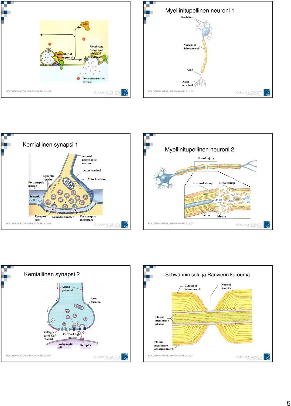 Distal stump Synaptic cleft Receptor Neurotransmitter sites Postsynaptic membrane Myelin Kemiallinen synapsi 2 Schwannin solu ja Ranvierin kurouma Action potential