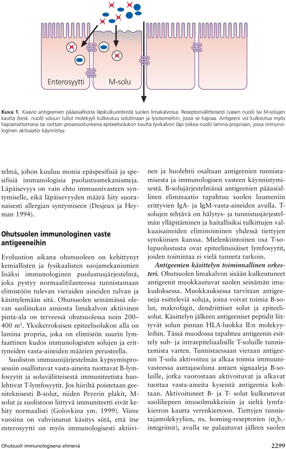 Antigeeni voi kulkeutua myös hajoamattomana tai osittain prosessoituneena epiteelisolukon kautta tyvikalvon läpi (oikea nuoli) lamina propriaan, jossa immunologinen aktivaatio käynnistyy.