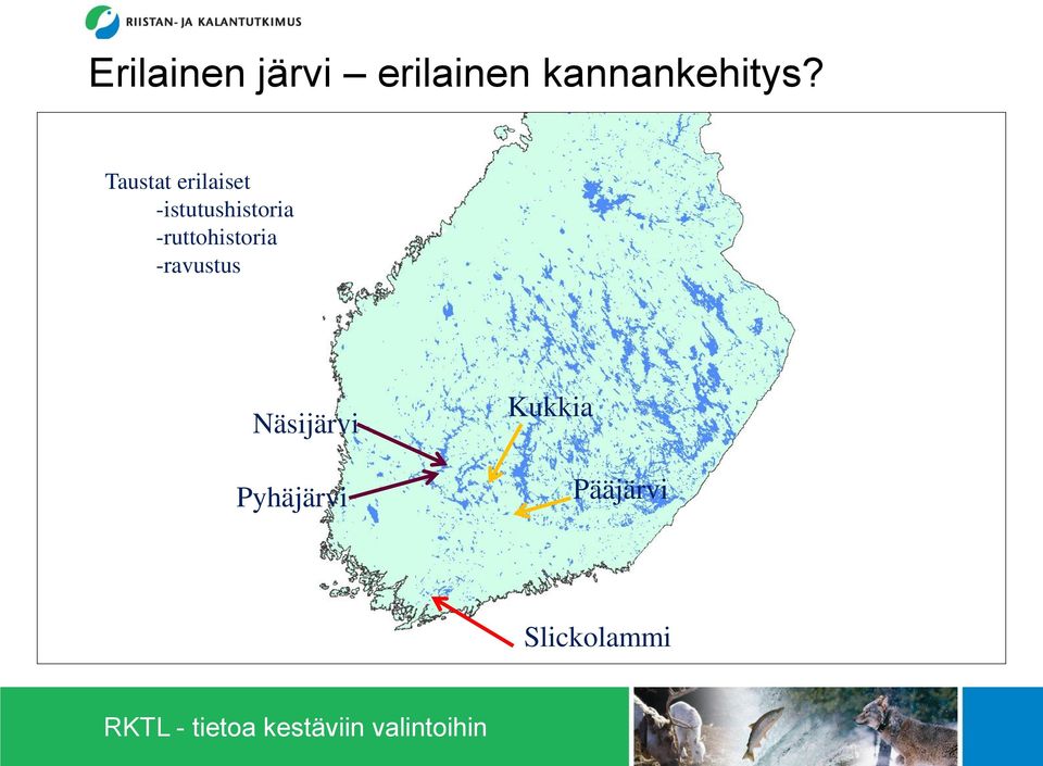 Taustat erilaiset -istutushistoria