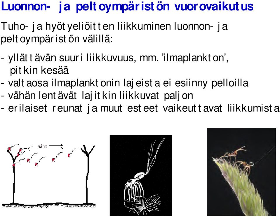 ilmaplankton, pitkin kesää - valtaosa ilmaplanktonin lajeista ei esiinny pelloilla