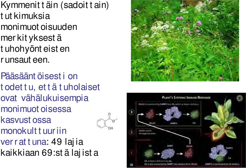 Pääsääntöisesti on todettu, että tuholaiset ovat