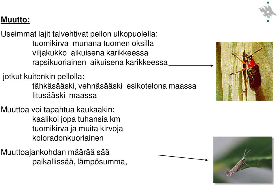 vehnäsääski esikotelona maassa litusääski maassa Muuttoa voi tapahtua kaukaakin: kaalikoi jopa