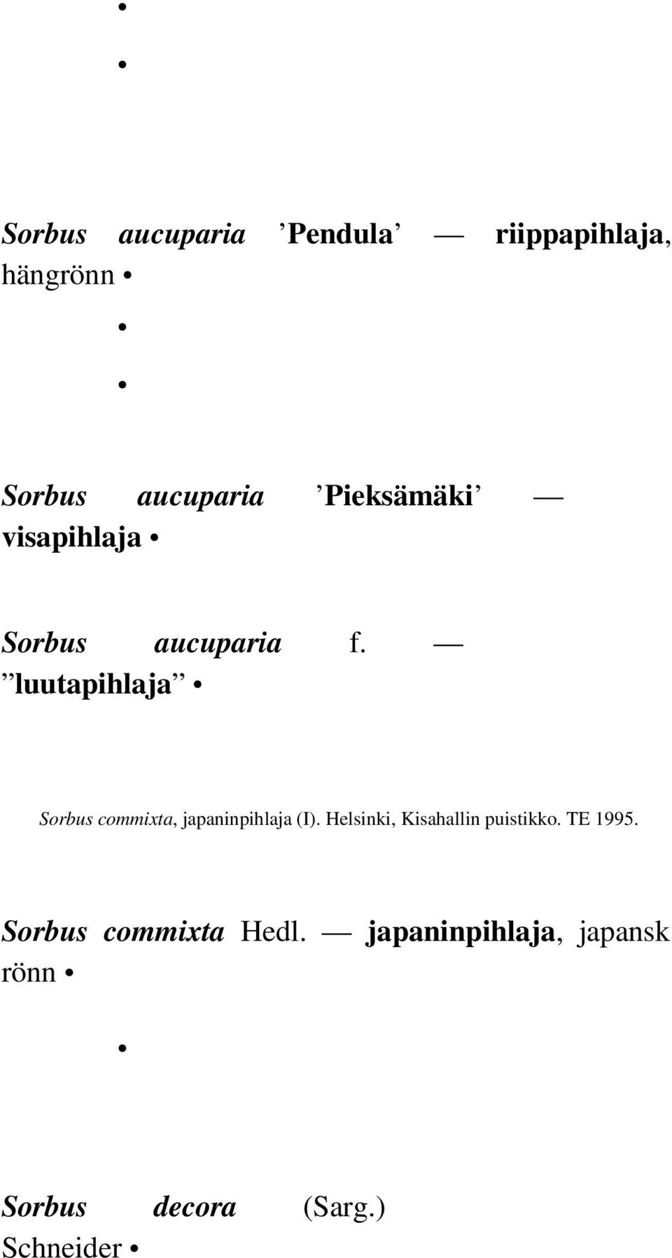 luutapihlaja Sorbus commixta, japaninpihlaja (I).