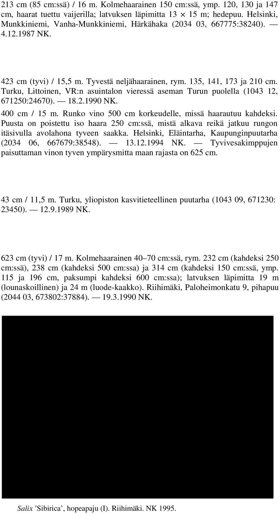 Turku, Littoinen, VR:n asuintalon vieressä aseman Turun puolella (1043 12, 671250:24670). 18.2.1990 NK. 400 cm / 15 m. Runko vino 500 cm korkeudelle, missä haarautuu kahdeksi.