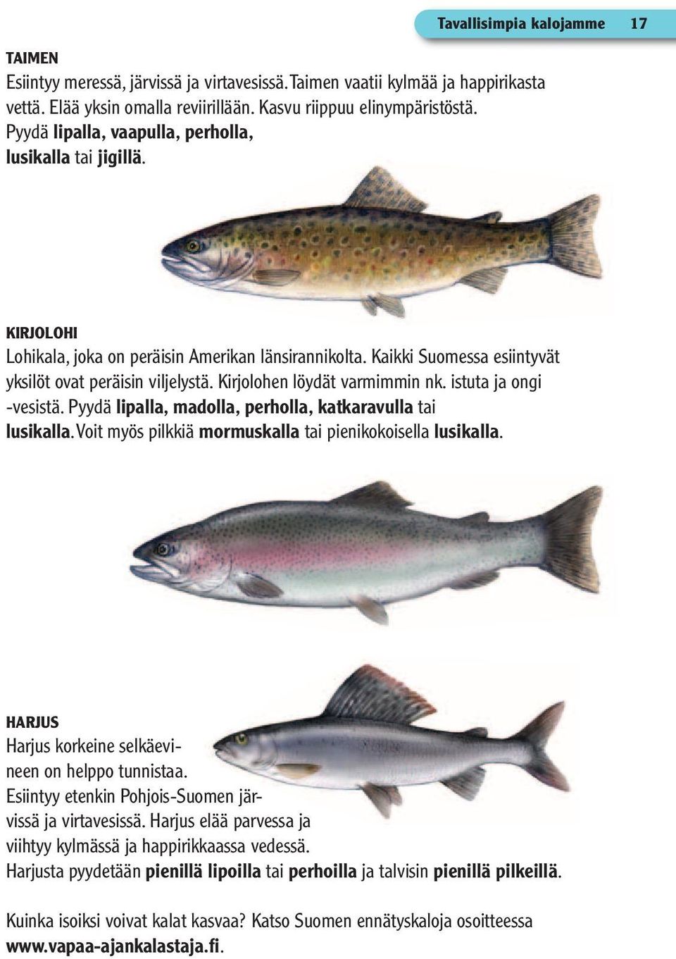 Kirjolohen löydät varmimmin nk. istuta ja ongi -vesistä. Pyydä lipalla, madolla, perholla, katkaravulla tai lusikalla. Voit myös pilkkiä mormuskalla tai pienikokoisella lusikalla.