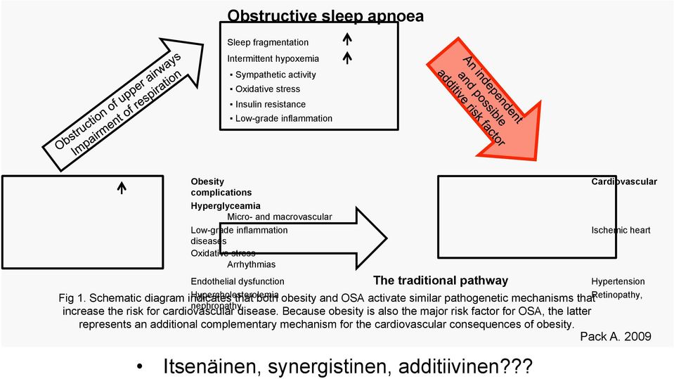 Schematic diagram indicates Hypercholesterolemia that both obesity and OSA activate similar pathogenetic mechanisms that Retinopathy, nephropathy increase the risk for cardiovascular disease.