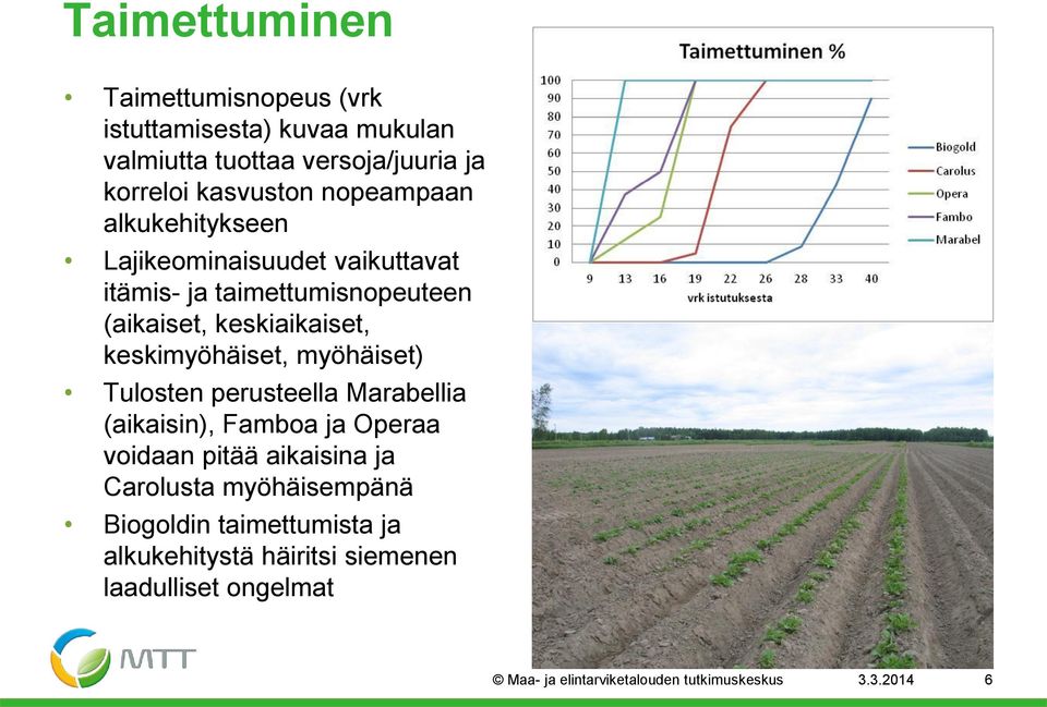 keskimyöhäiset, myöhäiset) Tulosten perusteella Marabellia (aikaisin), Famboa ja Operaa voidaan pitää aikaisina ja Carolusta