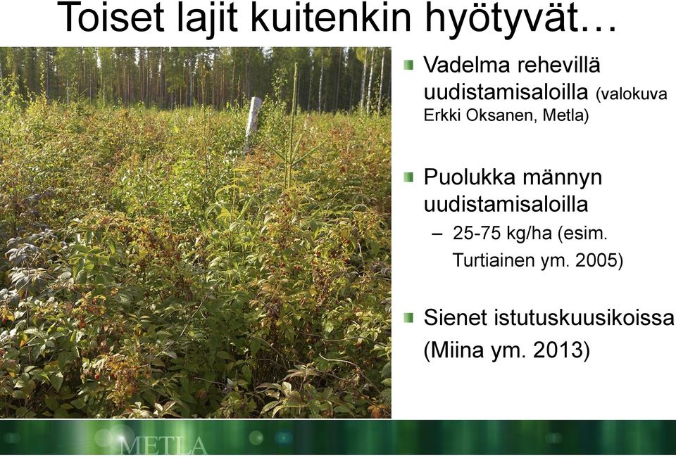 Puolukka männyn uudistamisaloilla 25-75 kg/ha (esim.