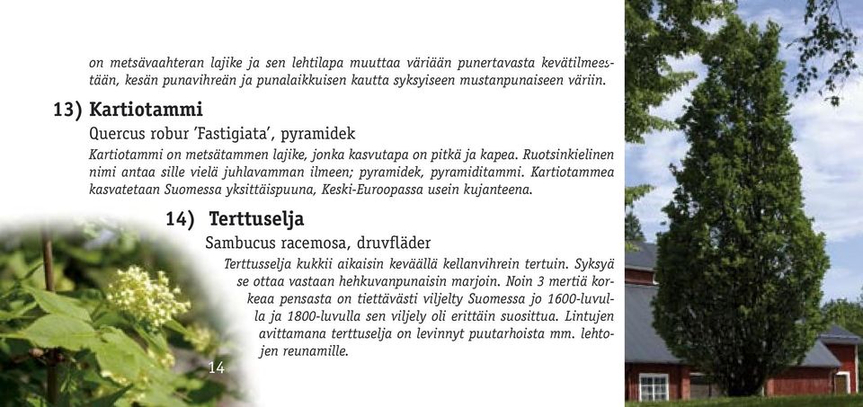 Ruotsinkielinen nimi antaa sille vielä juhlavamman ilmeen; pyramidek, pyramiditammi. Kartiotammea kasvatetaan Suomessa yksittäispuuna, Keski-Euroopassa usein kujanteena.