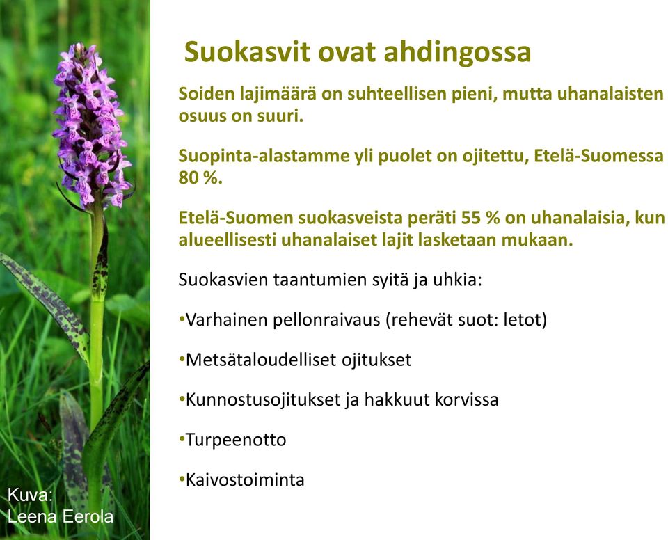 Etelä-Suomen suokasveista peräti 55 % on uhanalaisia, kun alueellisesti uhanalaiset lajit lasketaan mukaan.
