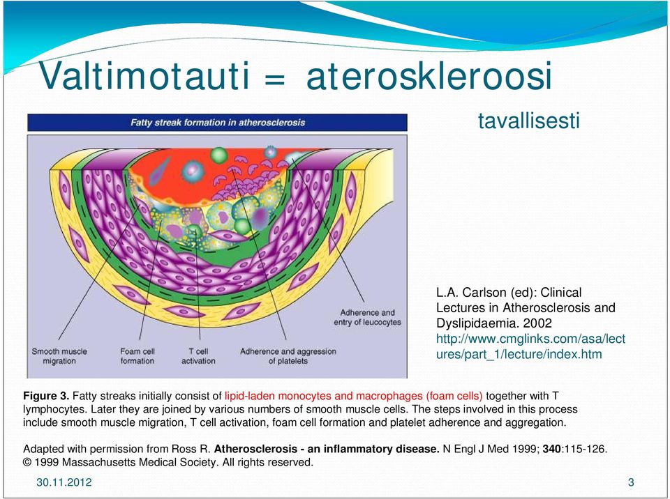 Later they are joined by various numbers of smooth muscle cells.