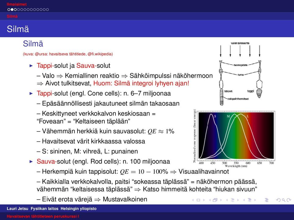 6 7 miljoonaa Epäsäännöllisesti jakautuneet silmän takaosaan Keskittyneet verkkokalvon keskiosaan = Foveaan = Keltaiseen täplään Vähemmän herkkiä kuin sauvasolut: QE 1% Havaitsevat