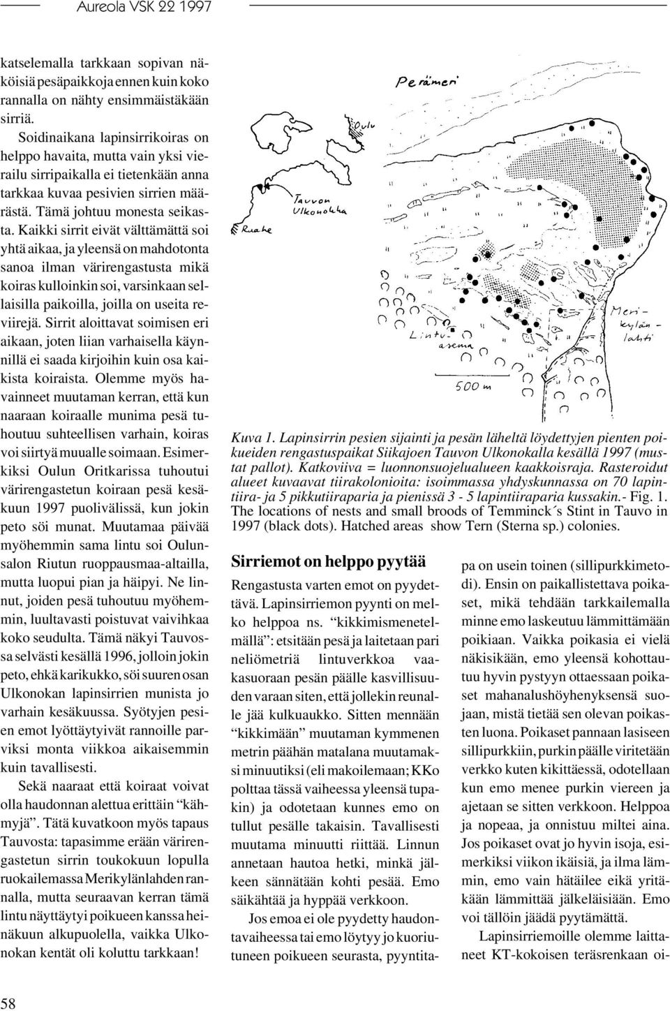 Kaikki sirrit eivät välttämättä soi yhtä aikaa, ja yleensä on mahdotonta sanoa ilman värirengastusta mikä koiras kulloinkin soi, varsinkaan sellaisilla paikoilla, joilla on useita reviirejä.