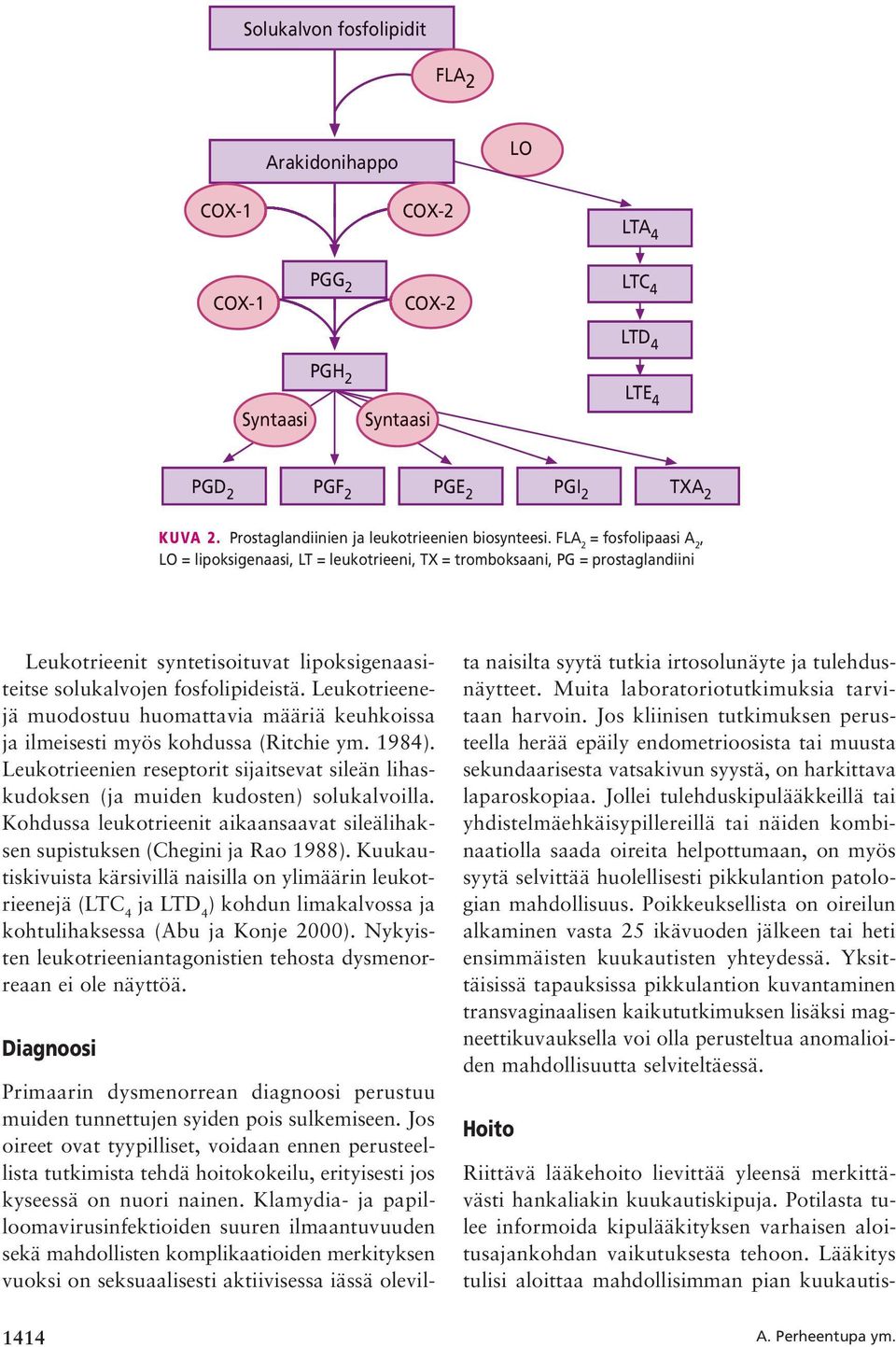 FLA 2 = fosfolipaasi A 2, LO = lipoksigenaasi, LT = leukotrieeni, TX = tromboksaani, PG = prostaglandiini Leukotrieenit syntetisoituvat lipoksigenaasiteitse solukalvojen fosfolipideistä.
