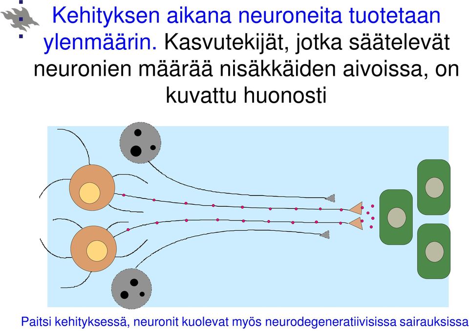 nisäkkäiden aivoissa, on kuvattu huonosti Paitsi