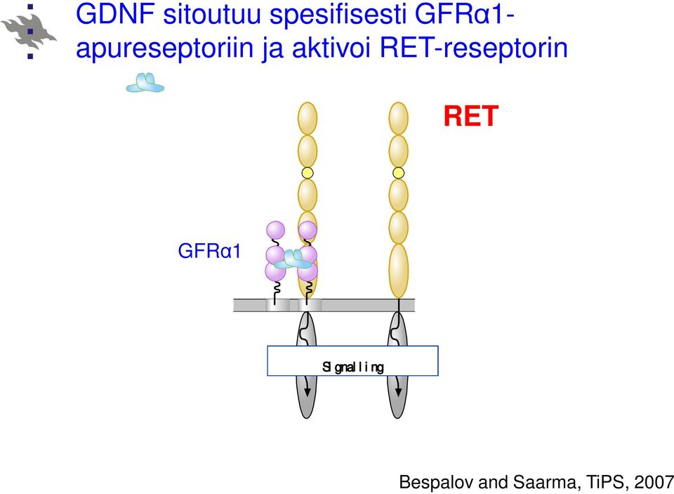 RET-reseptorin RET GFR 1