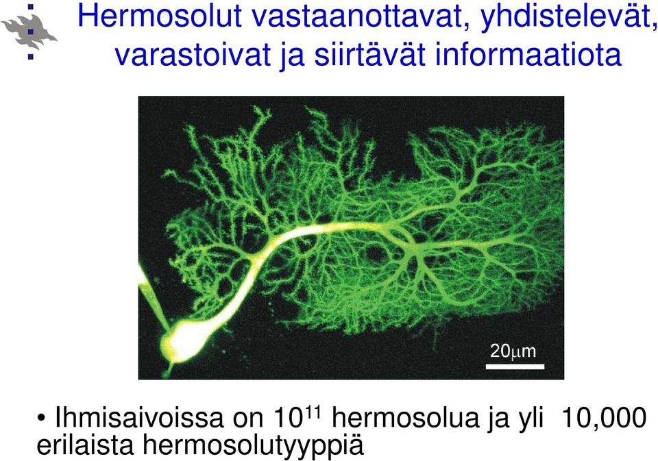 informaatiota Ihmisaivoissa on 10 11