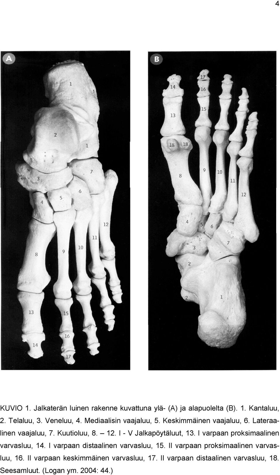 I - V Jalkapöytäluut, 13. I varpaan proksimaalinen varvasluu, 14. I varpaan distaalinen varvasluu, 15.