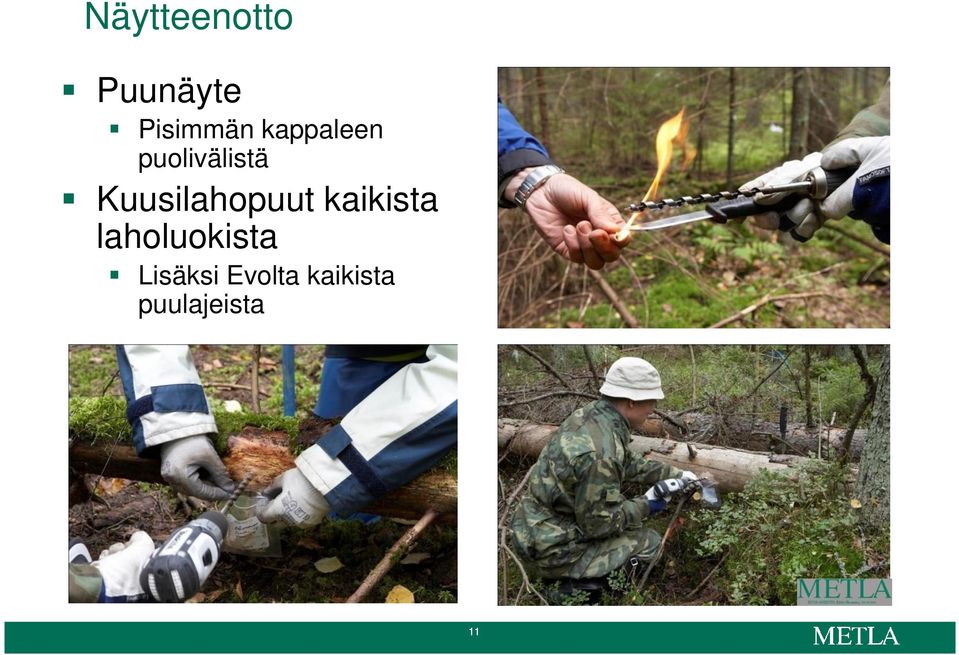 Kuusilahopuut kaikista