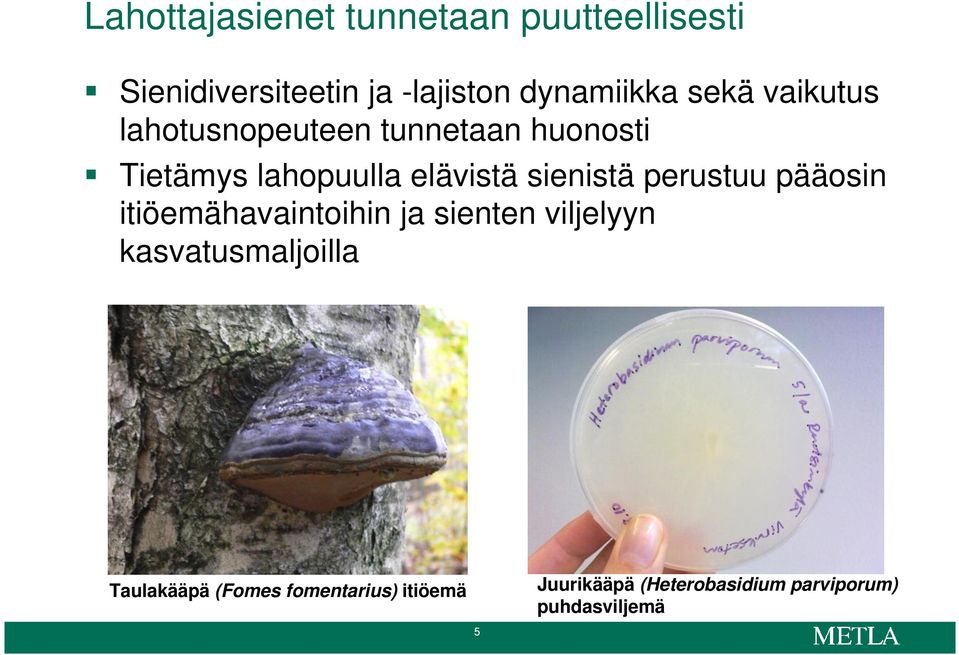 sienistä perustuu pääosin itiöemähavaintoihin ja sienten viljelyyn kasvatusmaljoilla