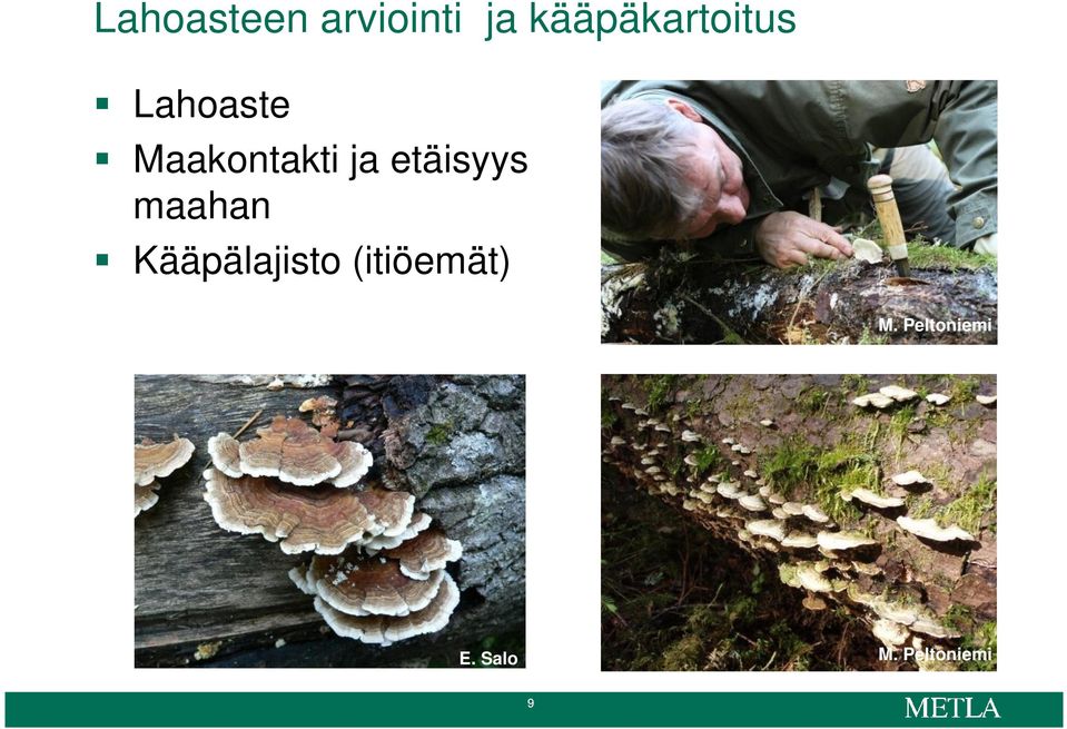 Kääpälajisto (itiöemät) M. Peltoniemi M.