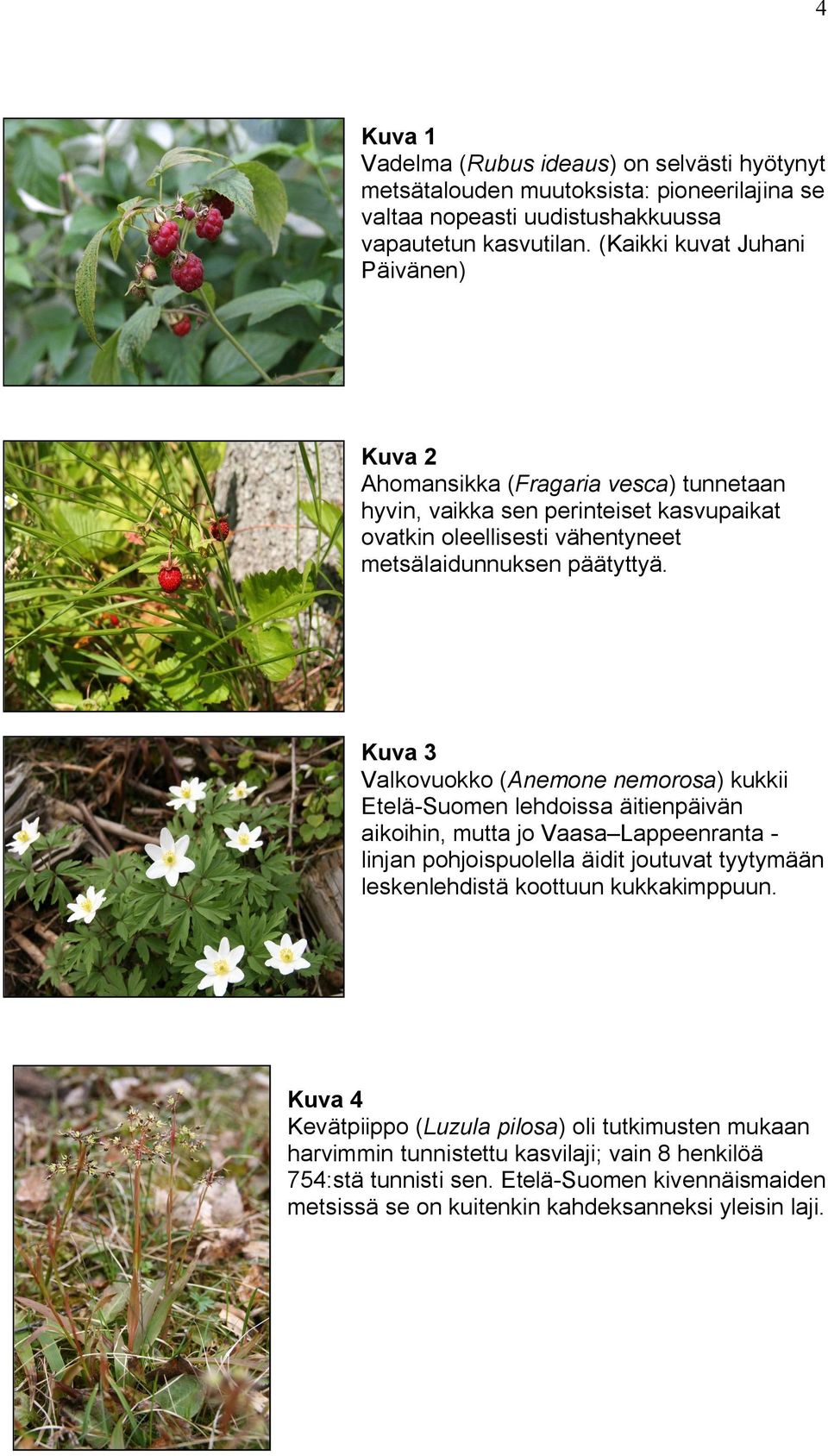 Kuva 3 Valkovuokko (Anemone nemorosa) kukkii Etelä-Suomen lehdoissa äitienpäivän aikoihin, mutta jo Vaasa Lappeenranta - linjan pohjoispuolella äidit joutuvat tyytymään leskenlehdistä