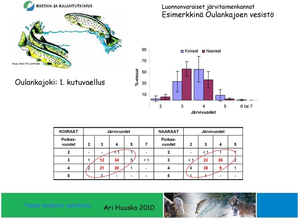 kutuvaellus %-osuus 70 50 30 10-10 2 3 4 5 6 tai 7 Järvivuodet KOIRAAT Järvivuodet