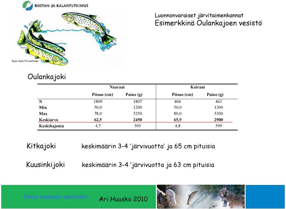 5250 80,0 5300 Keskiarvo 62,5 2450 65,9 2900 Keskihajonta 4,7 505 4,8 599 Kitkajoki