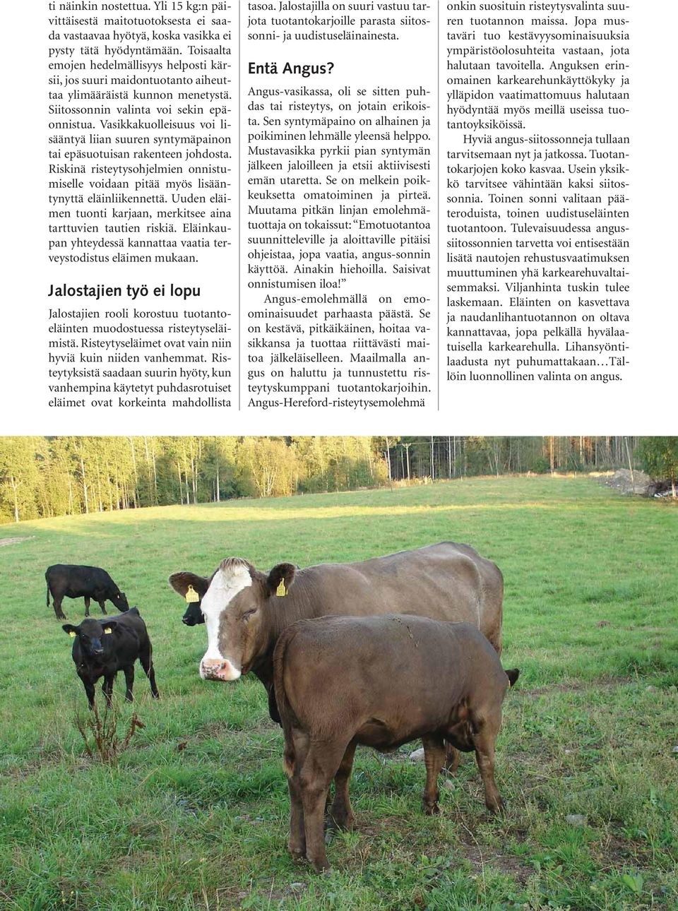 Vasikkakuolleisuus voi lisääntyä liian suuren syntymäpainon tai epäsuotuisan rakenteen johdosta. Riskinä risteytysohjelmien onnistumiselle voidaan pitää myös lisääntynyttä eläinliikennettä.