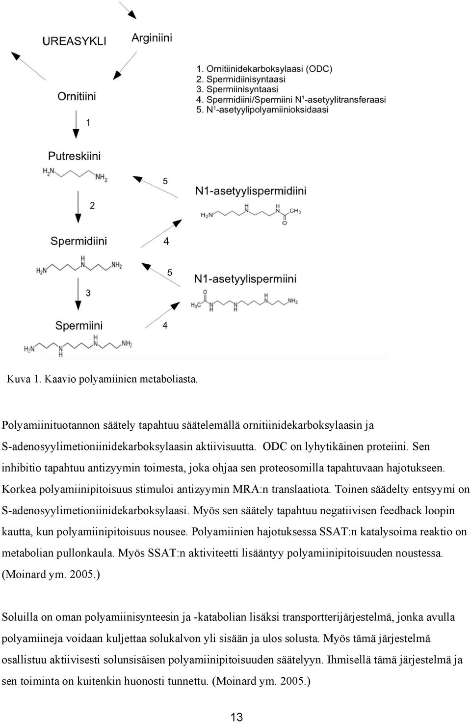 Toinen säädelty entsyymi on S adenosyylimetioniinidekarboksylaasi. Myös sen säätely tapahtuu negatiivisen feedback loopin kautta, kun polyamiinipitoisuus nousee.