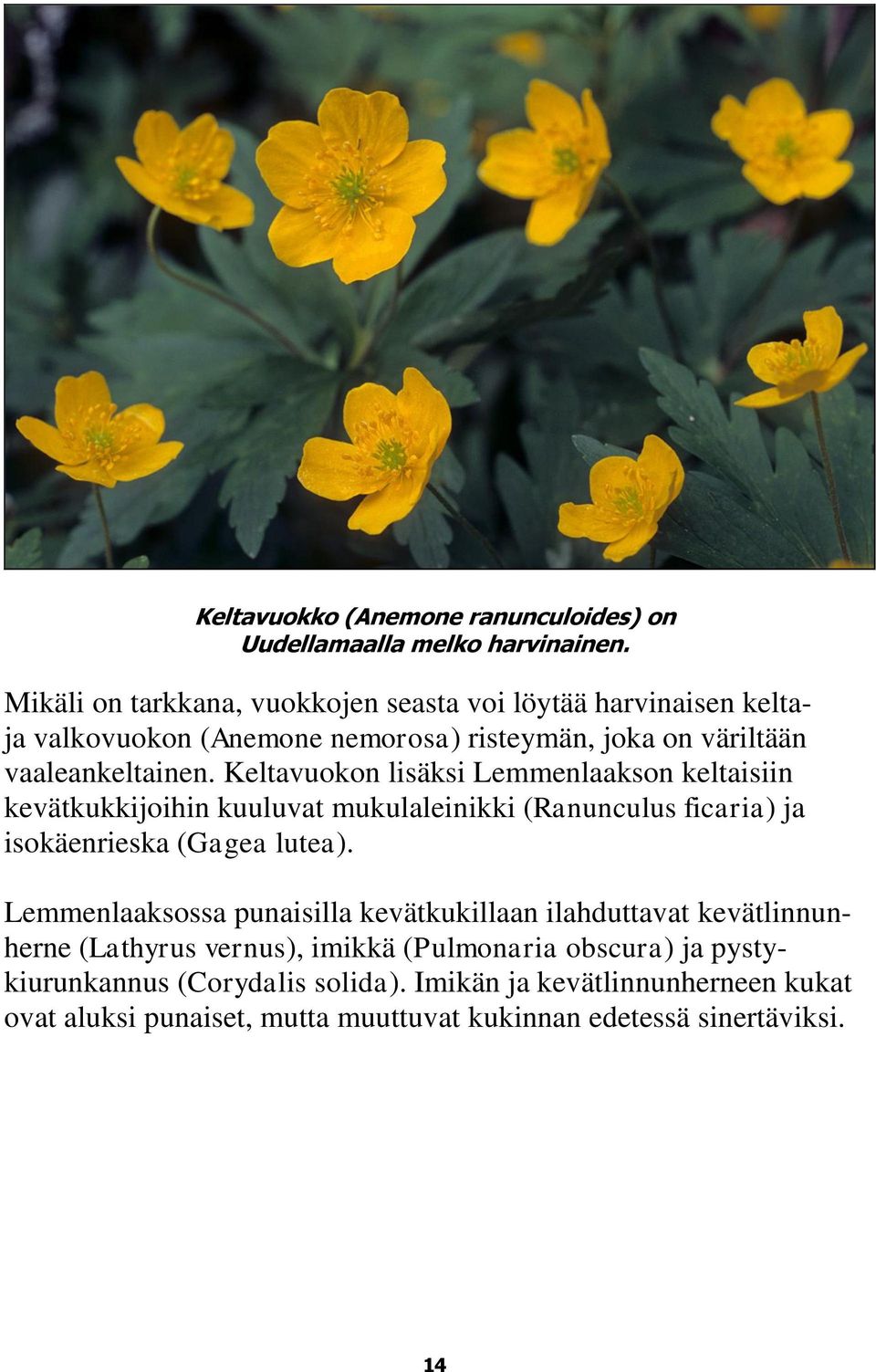 Keltavuokon lisäksi Lemmenlaakson keltaisiin kevätkukkijoihin kuuluvat mukulaleinikki (Ranunculus ficaria) ja isokäenrieska (Gagea lutea).