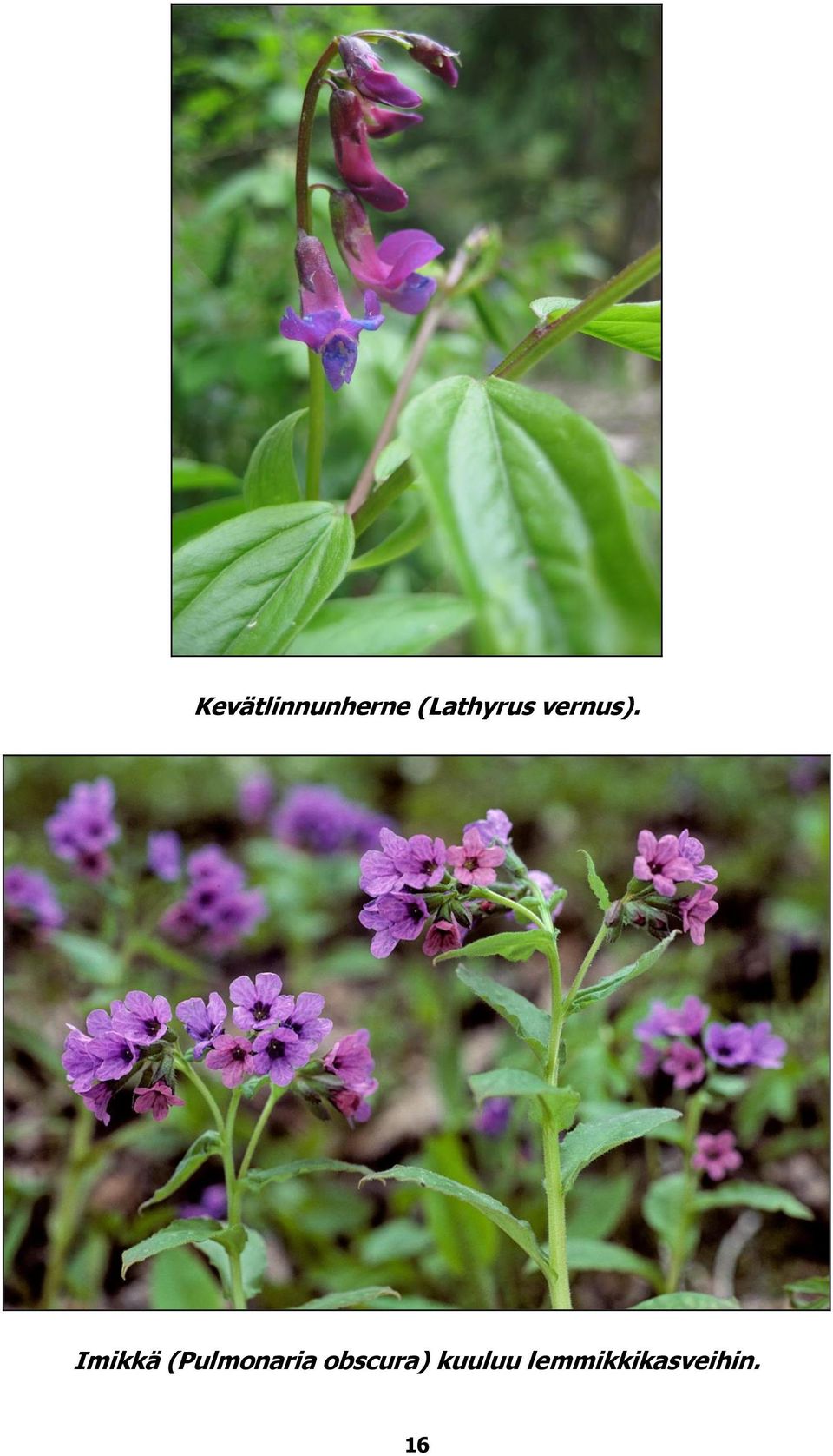 Imikkä (Pulmonaria