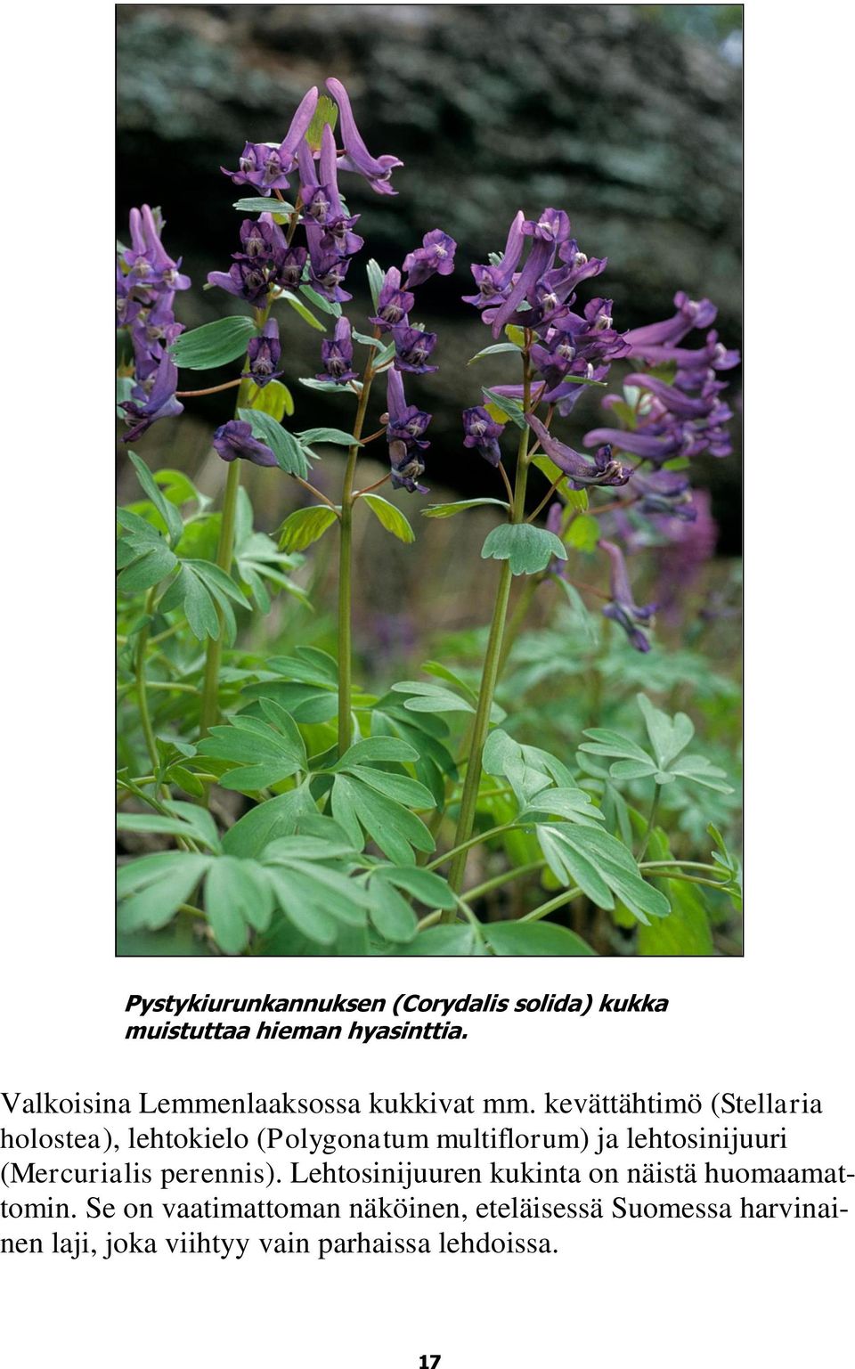 kevättähtimö (Stellaria holostea), lehtokielo (Polygonatum multiflorum) ja lehtosinijuuri