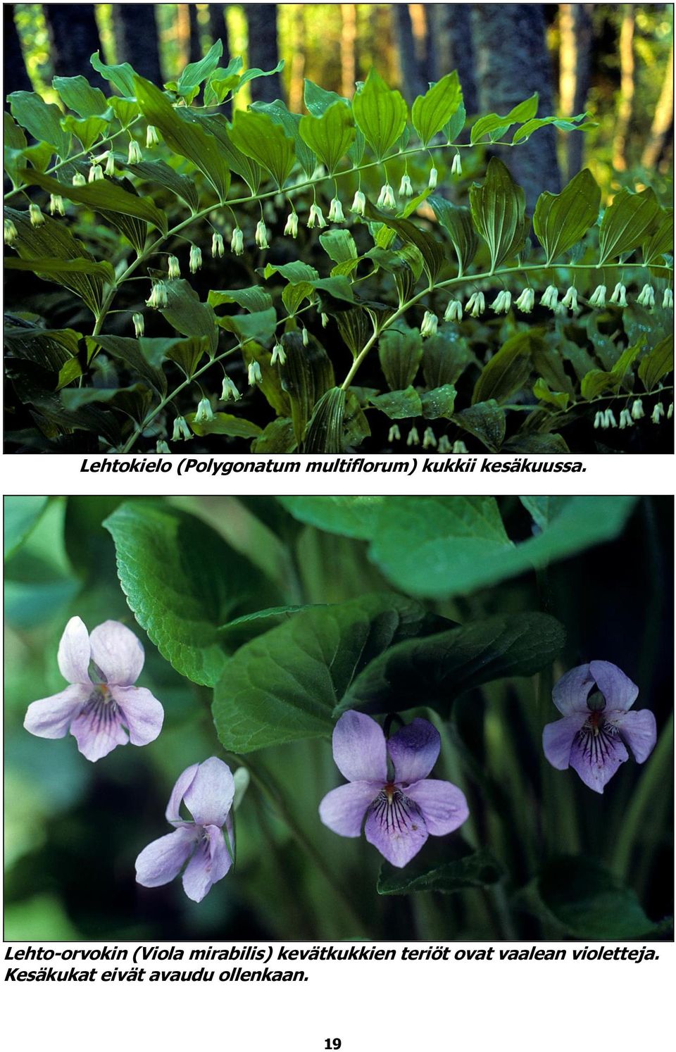 Lehto-orvokin (Viola mirabilis)